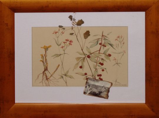 Russia : Dry flowers (4)