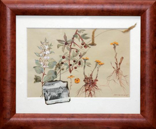 Russia : Dry flowers (2)